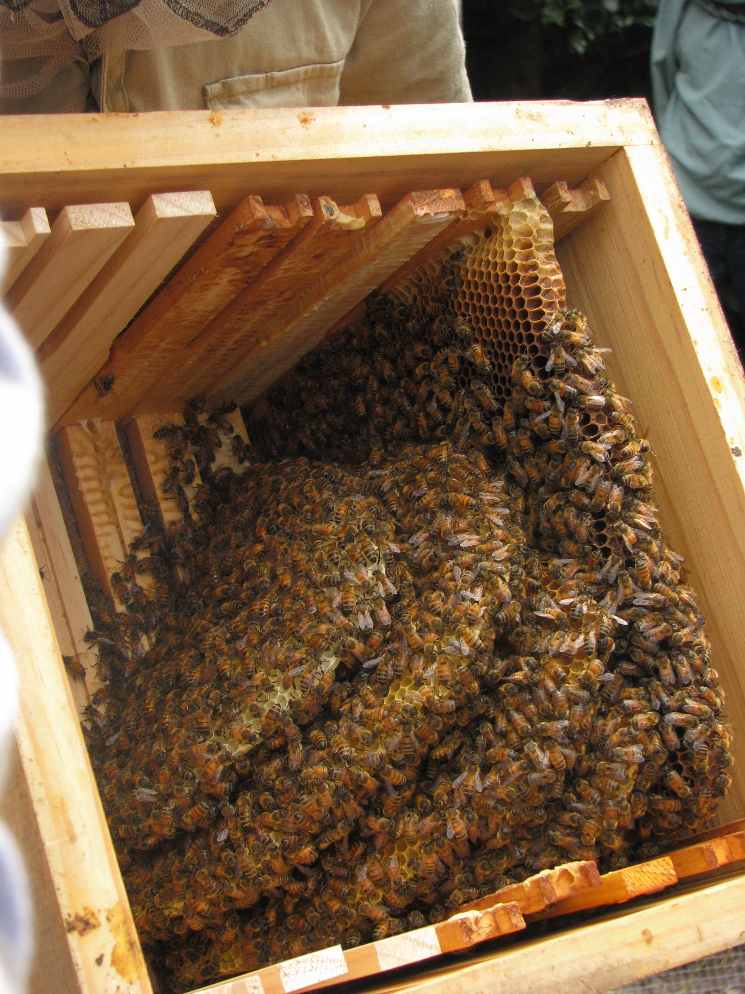 Warre Bee Hives